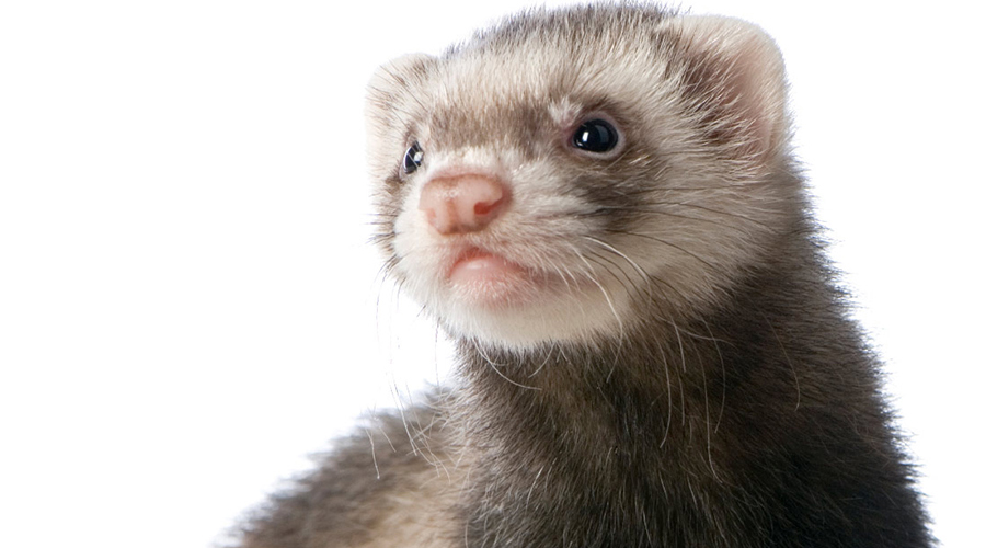 Ferret